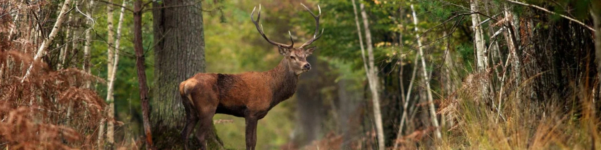 Cerf dans fôret de Sologne｜L-Letot - CRT Centre Val de Loire