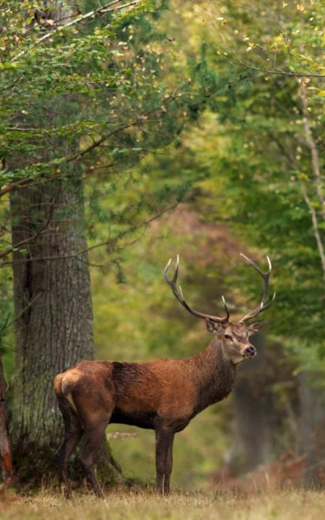 Fôret de Chambord, Deer｜CRT