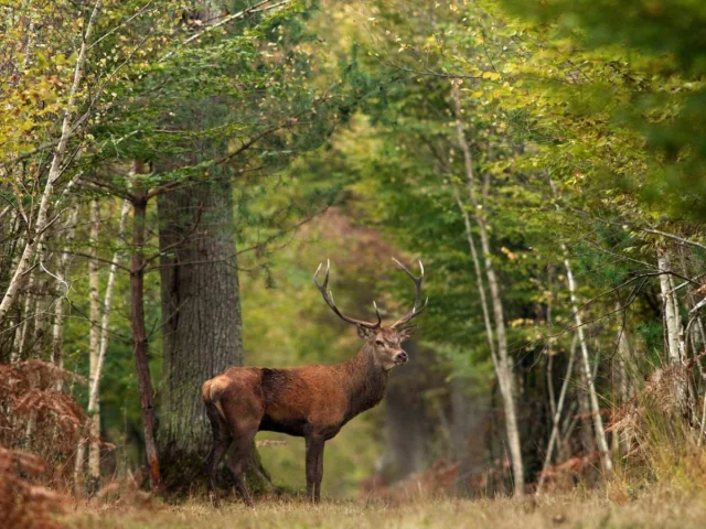 Cerf dans fôret de Sologne｜L-Letot - CRT Centre Val de Loire