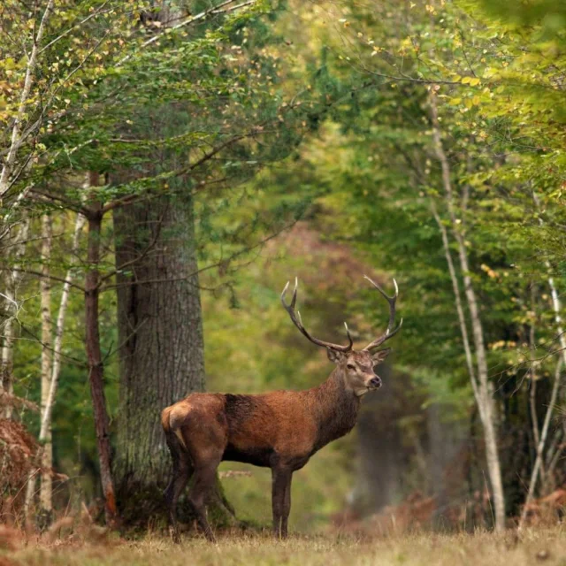 Fôret de Chambord, Deer｜CRT