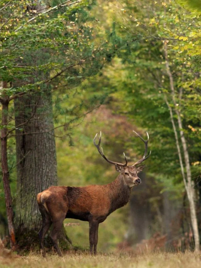Cerf dans fôret de Sologne｜L-Letot - CRT Centre Val de Loire